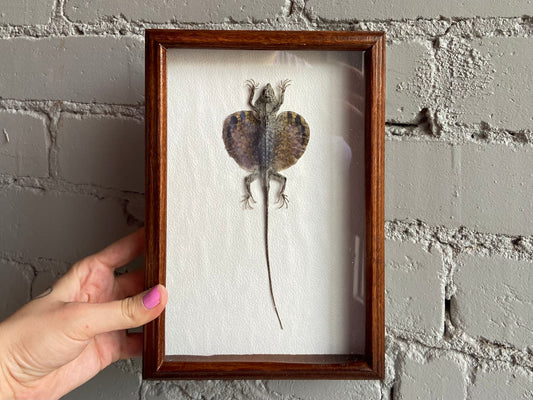 Framed Flying Dragon