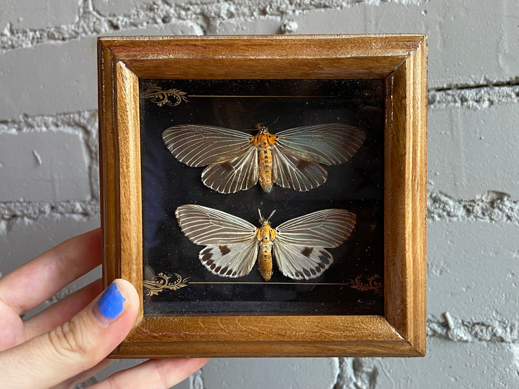 Framed Moths