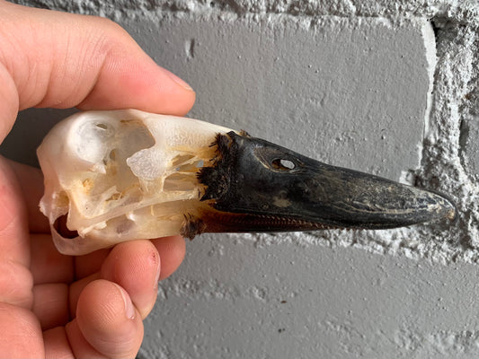 Duck Skull