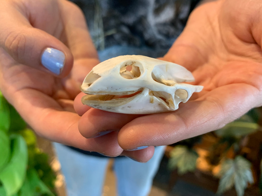 Softshell Turtle Skull