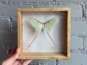 Framed Chinese Moon Moth