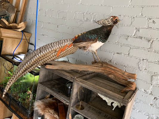 Lady Amherst's Pheasant