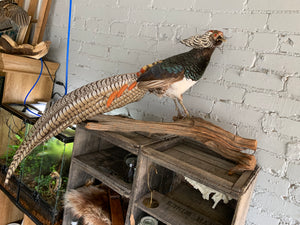 Lady Amherst's Pheasant