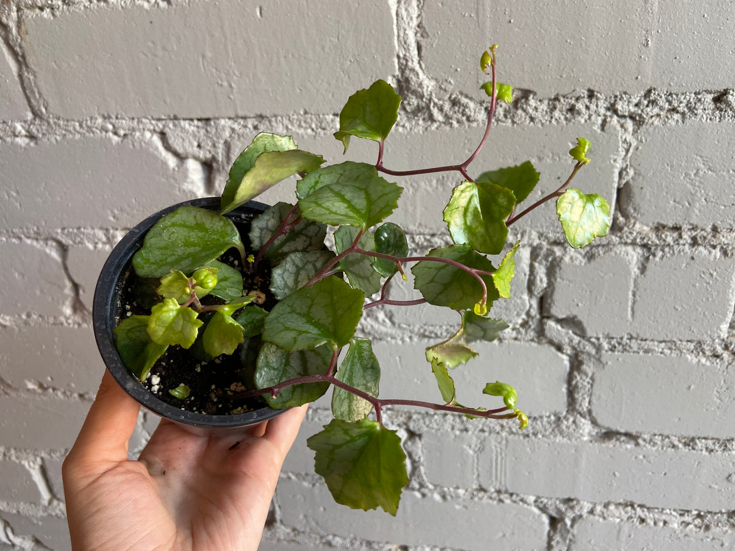 Senecio mikanoides 3.5”