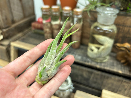 Tillandsia caput-medusae