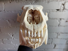 Polar Bear Skull