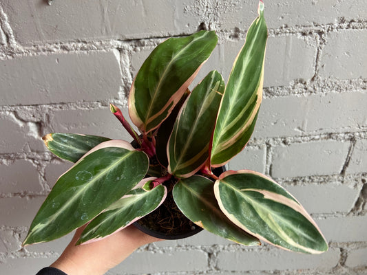 Stromanthe 'Triostar' 3.5”