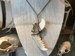 Racoon Jaw Necklace - Bronze