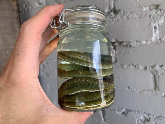 Vine Snake Wet Specimen