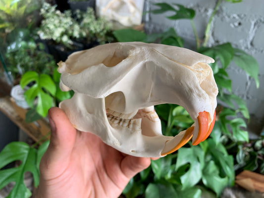 Beaver Skull