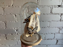 Butterfly Bell Jar - Pig Skull