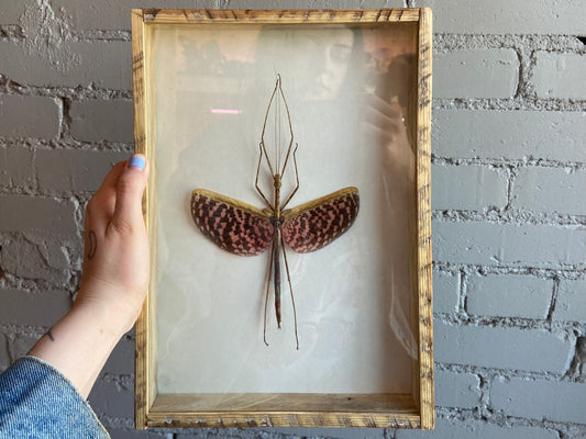 Framed Stick Insect