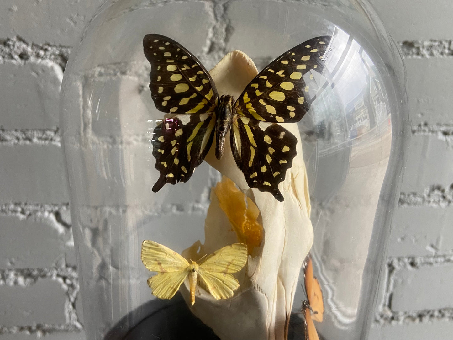 Bell Jar Display - Coyote Skull