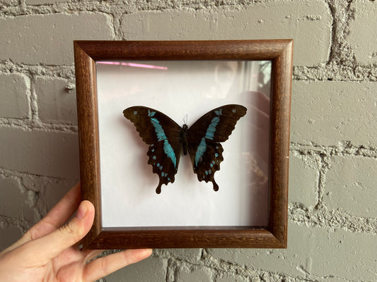 Framed Butterfly