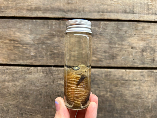 Fish Wet Specimen