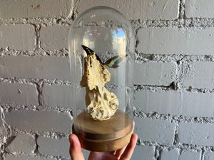 Butterfly Bell Jar - Raccoon Skull