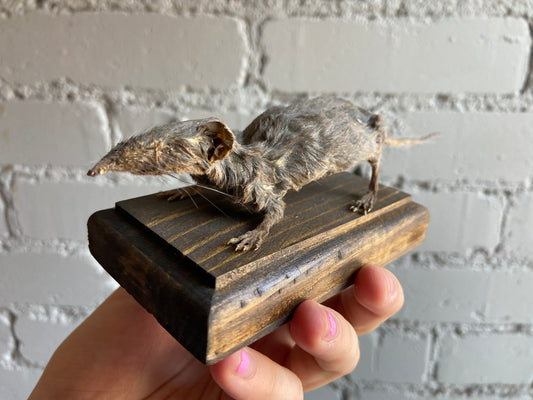 Mummified Shrew