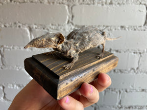 Mummified Shrew