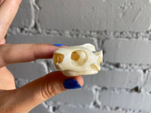 Red-Eared Slider Turtle Skull