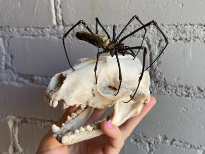 Raccoon Skull & Orb Weaver