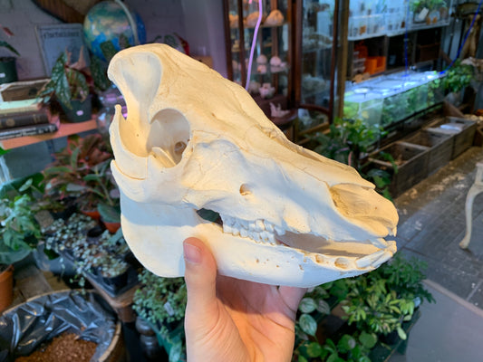 Pig Skull