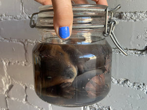 Fetal Beaver Wet Specimen