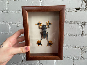 Framed Flying Frog