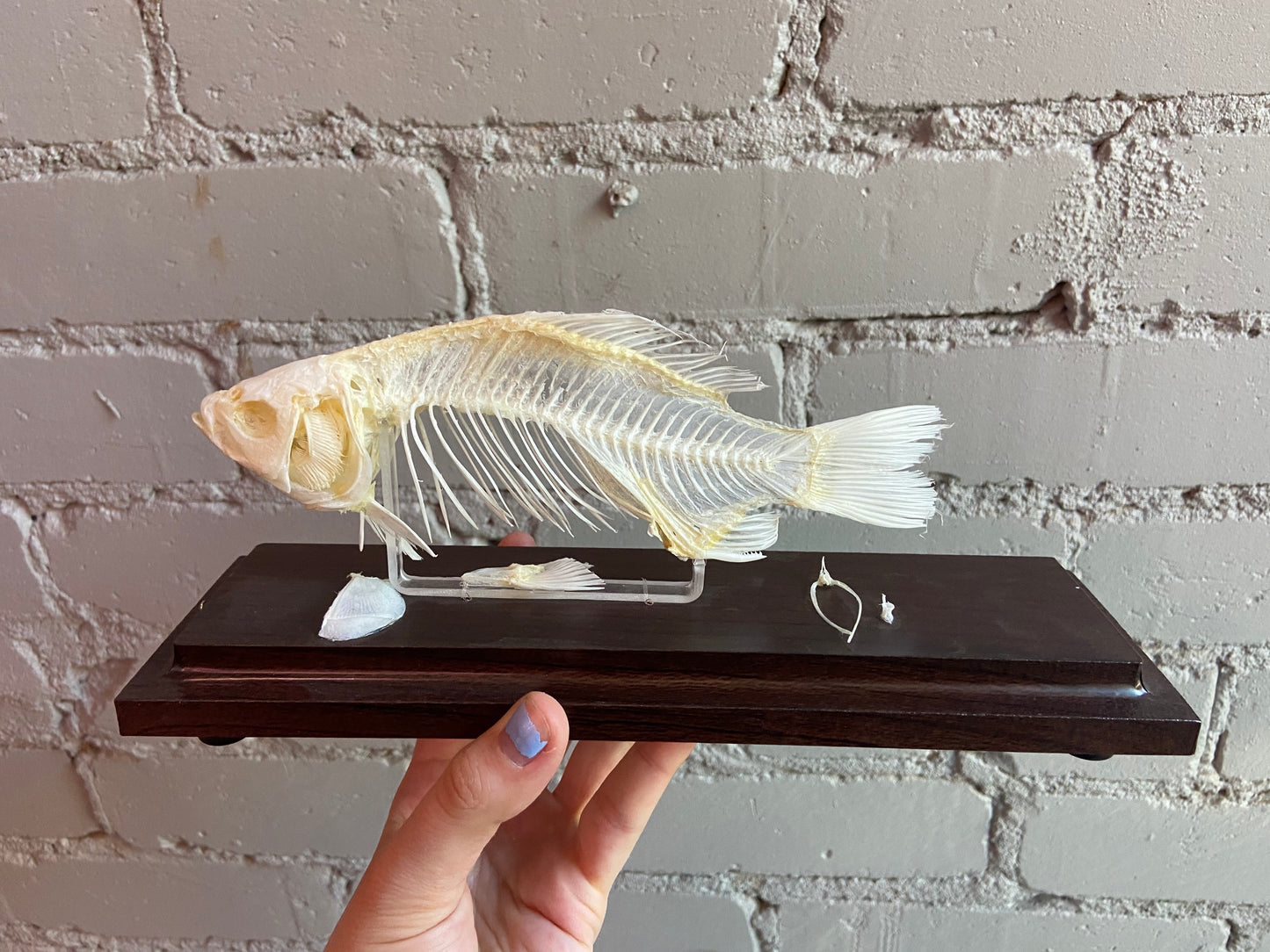 Fish Skeleton