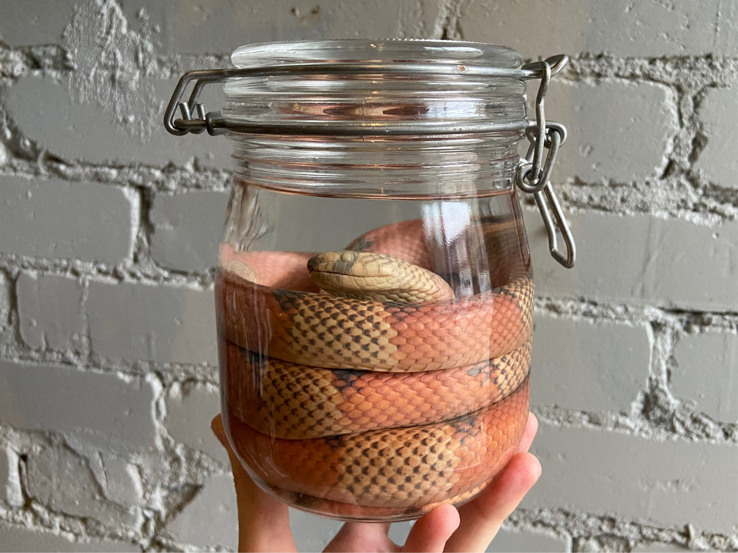 Honduran Milk Snake Wet Specimen