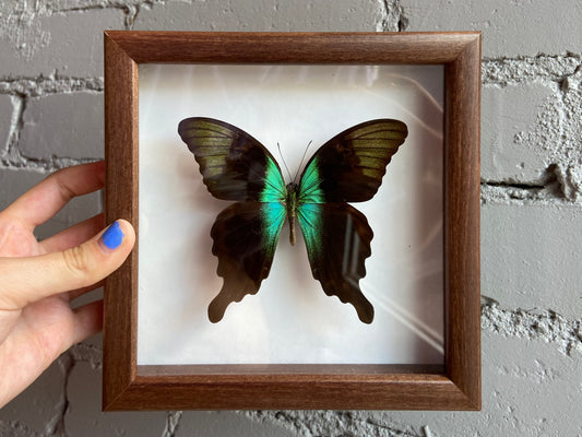 Framed Swift Peacock Swallowtail