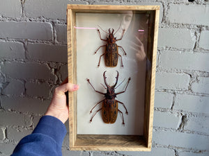 Framed Sabertooth Longhorn Beetles