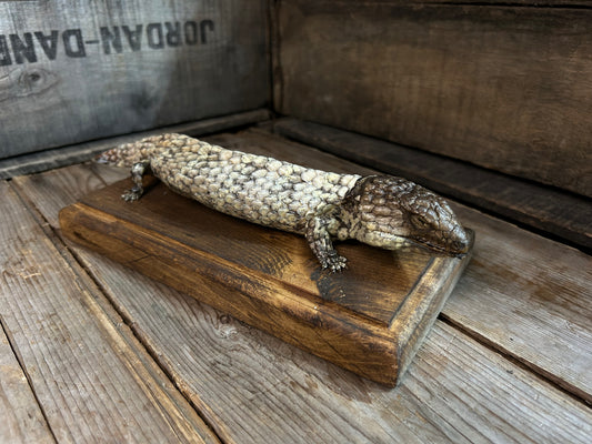 Mummified Skink