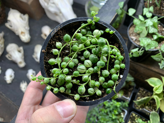 String of Pearls Variegated 3.5”