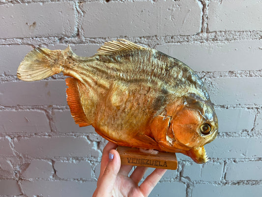 Mummified Piranha