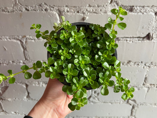 Pilea depressa 3.5”