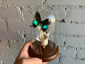 Butterfly Bell Jar