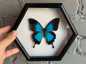 Framed Ulysses Butterfly