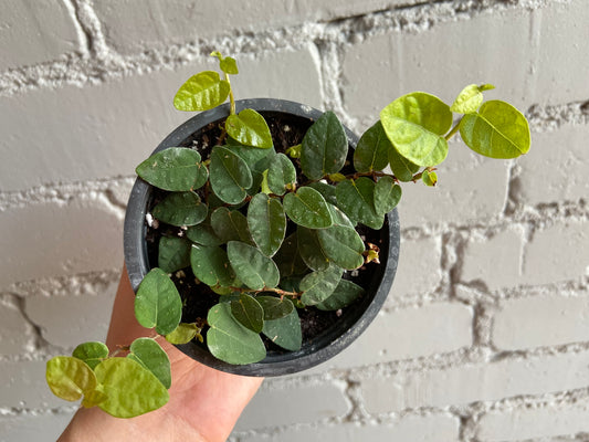 Ficus pumila 4”