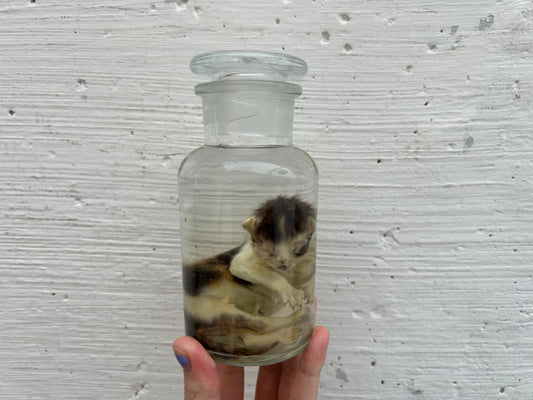 Fetal Persian Cat Wet Specimen