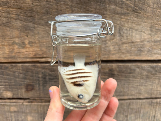 Fish Wet Specimen