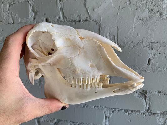 Lamb Skull