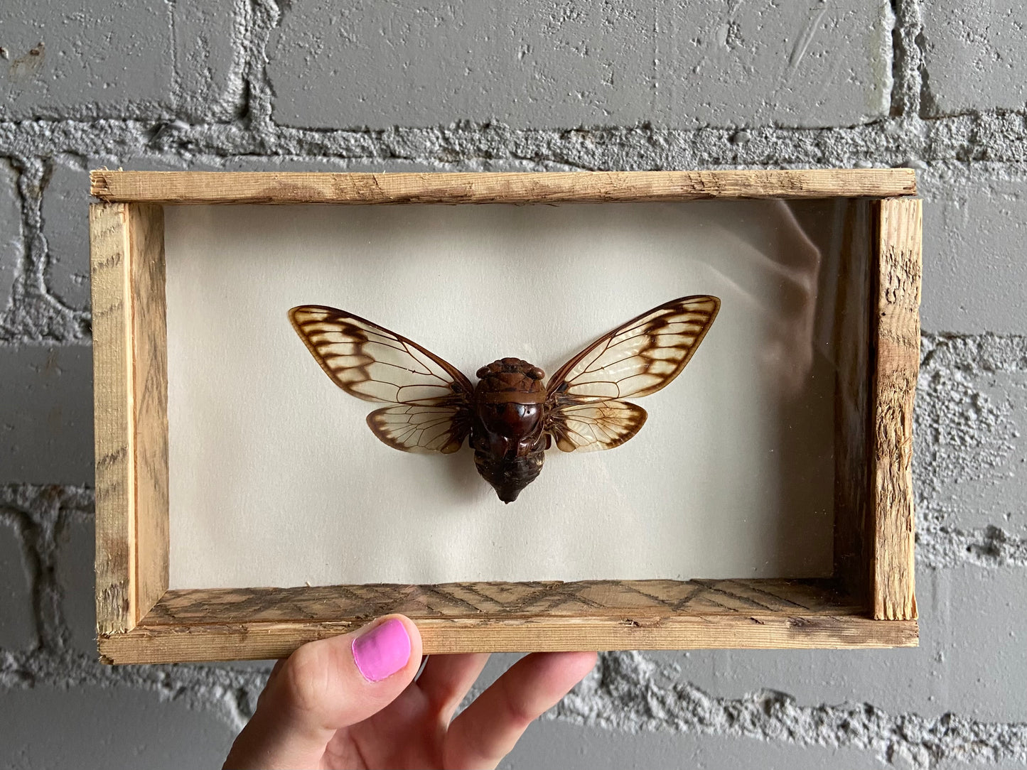 Framed Cicada
