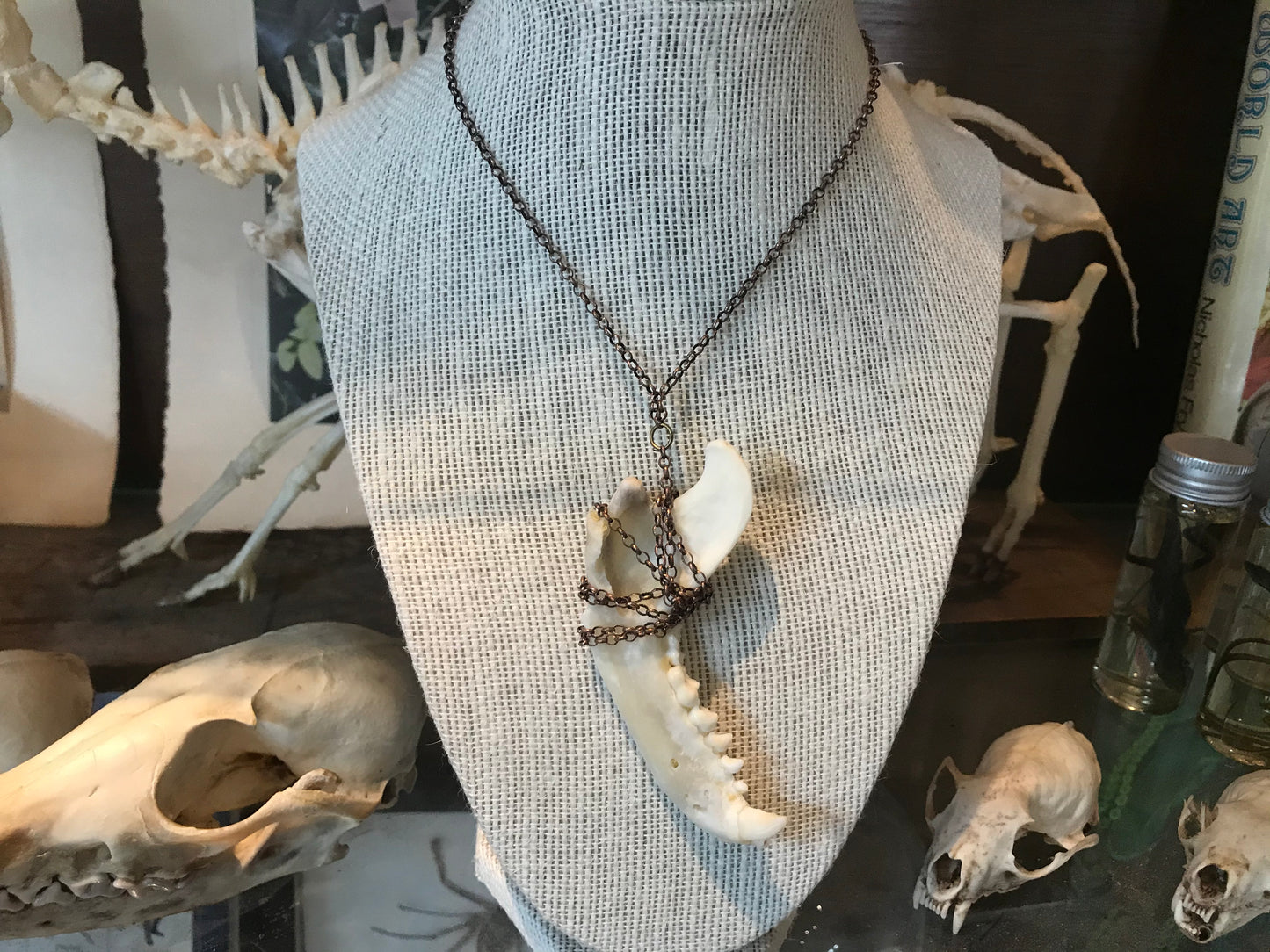 Racoon Jaw Necklace - Bronze
