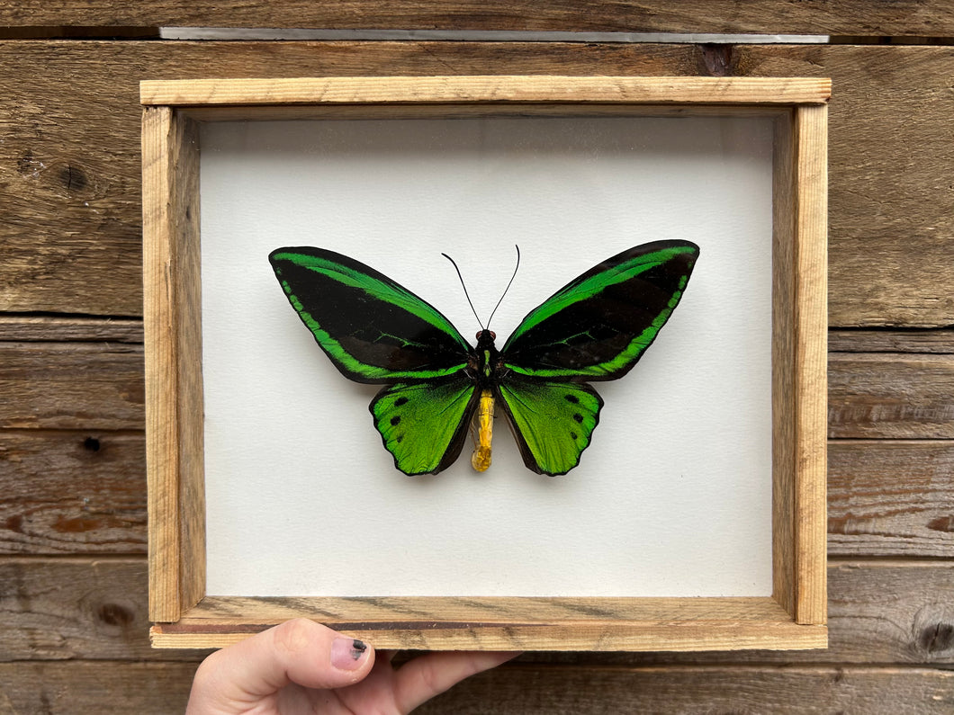 Framed Birdwing Butterfly (Male)