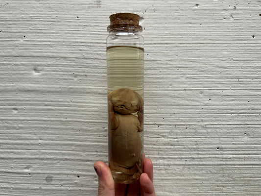 Fetal Persian Cat Wet Specimen