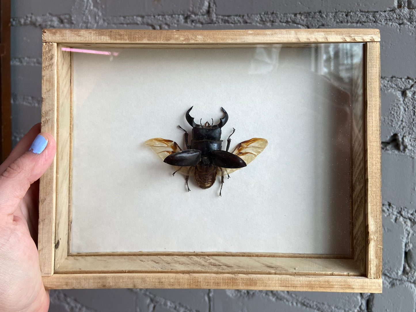 Framed Stag Beetle