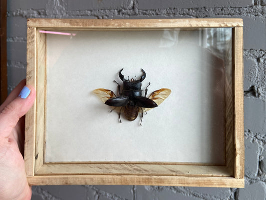 Framed Stag Beetle