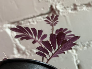 Solanum uleanum