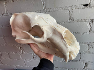 Polar Bear Skull
