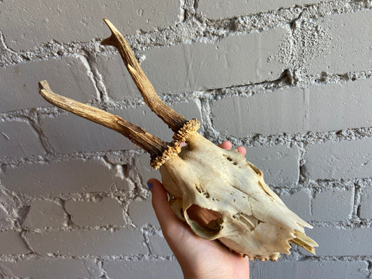 Roe Deer Skull - Craft Grade